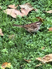 Zonotrichia albicollis