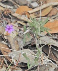 Boerhavia linearifolia