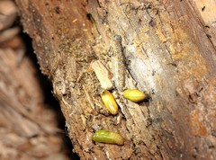 Aloeides thyra thyra