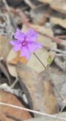 Boerhavia linearifolia