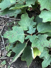 Cercospora hydrangeae