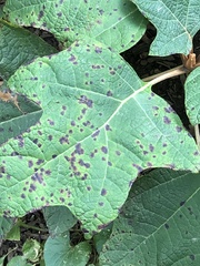 Cercospora hydrangeae