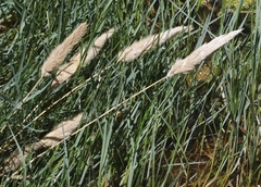 Polypogon interruptus