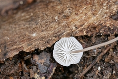 Mycena mirata