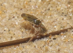 Trichocorixa reticulata