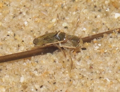 Trichocorixa reticulata