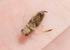 Trichocorixa reticulata