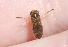 Trichocorixa reticulata