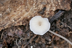 Mycena mirata