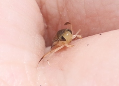 Trichocorixa reticulata