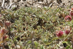 Atriplex serenana davidsonii