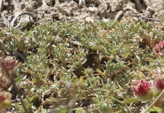 Atriplex serenana davidsonii