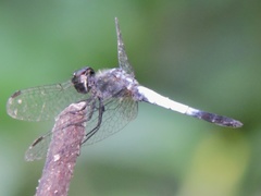 Brachydiplax farinosa