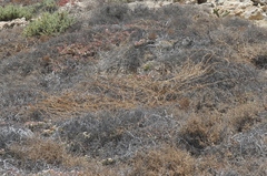 Aphanisma blitoides