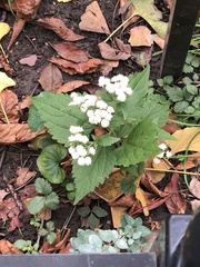 Ageratina altissima