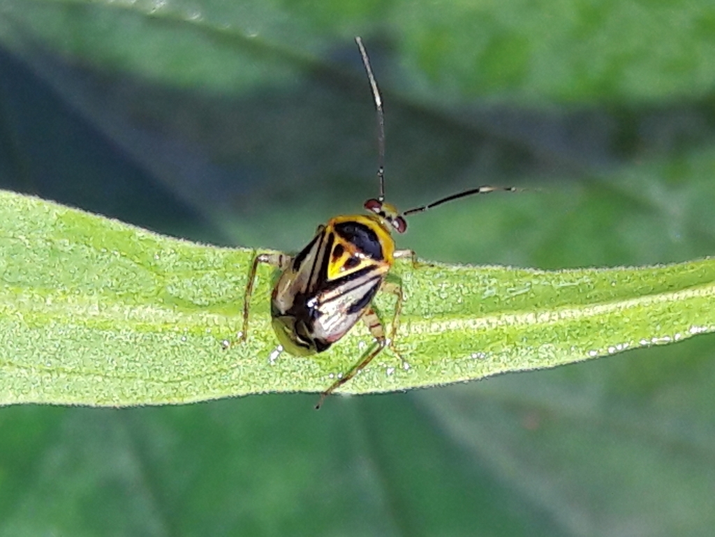 Horcias notatus