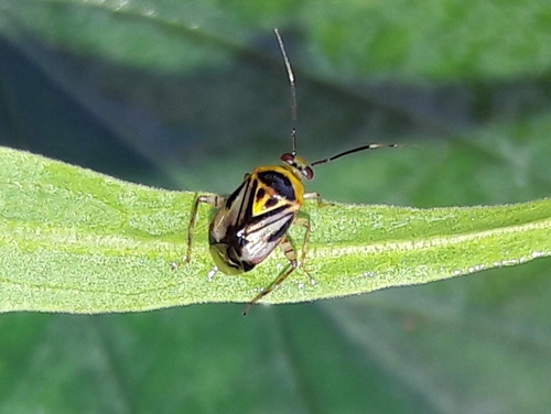 Horcias notatus