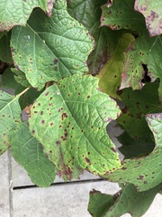 Cercospora hydrangeae