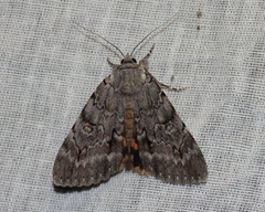 Catocala habilis