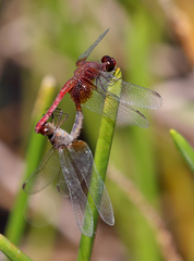 Erythrodiplax famula