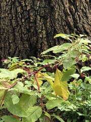 Phytolacca americana