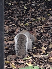Sciurus carolinensis