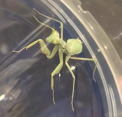 Stagmomantis limbata