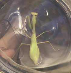 Stagmomantis limbata