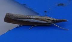 Agriphila selasella