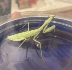 Stagmomantis limbata