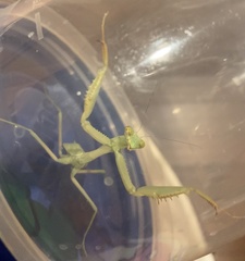 Stagmomantis limbata