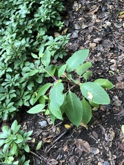 Phytolacca americana