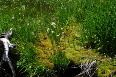 Triantha occidentalis