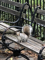 Sciurus carolinensis