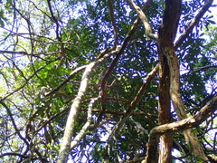 Cussonia sphaerocephala