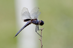Tramea binotata