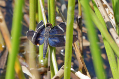 Zenithoptera lanei