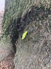 Antheraea polyphemus