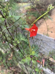 Ipomoea × multifida