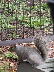 Sciurus carolinensis