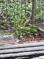 Sciurus carolinensis