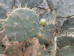 Opuntia alta