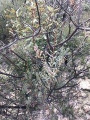 Melaleuca deanei