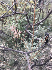 Melaleuca deanei