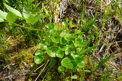 Parnassia fimbriata