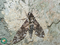 Manduca leucospila
