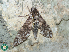 Manduca leucospila