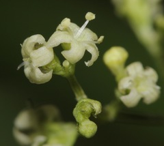 Valeriana edulis