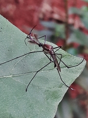 Toxorhynchites theobaldi