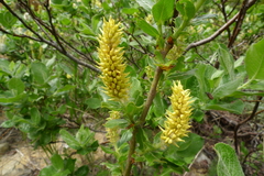Salix commutata